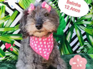 Cachorro raça SRD-ViraLata idade 6 ou mais anos nome Belinha 