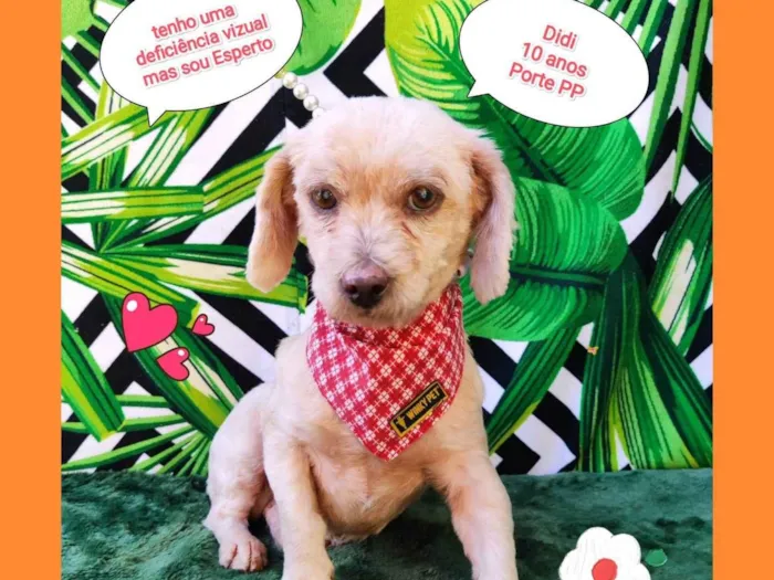 Cachorro raça SRD-ViraLata idade 6 ou mais anos nome Didi 