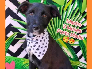 Cachorro raça SRD-ViraLata idade 2 a 6 meses nome Teo