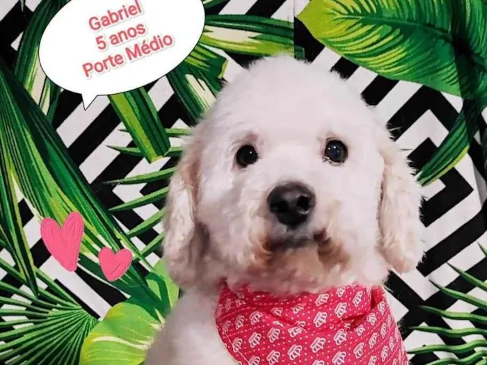 Cachorro raça SRD-ViraLata idade 5 anos nome Gabriel 