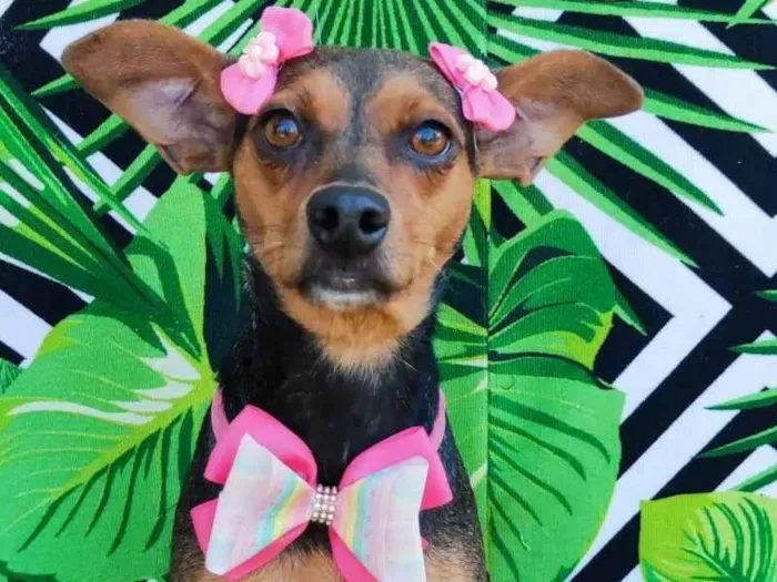 Cachorro raça SRD-ViraLata idade 3 anos nome Julinha