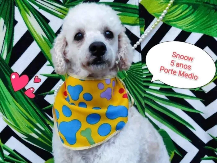 Cachorro raça SRD-ViraLata idade 5 anos nome Snoow 