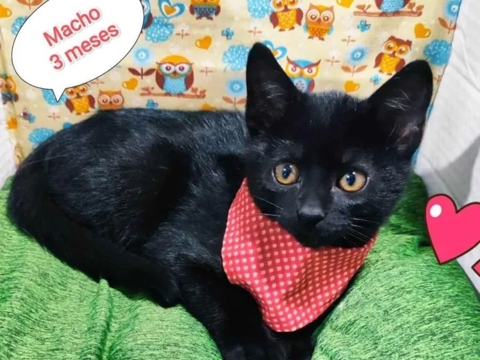 Gato raça SRD-ViraLata idade 2 a 6 meses nome Pretinho