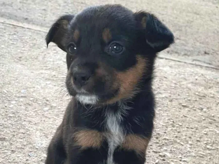 Cachorro ra a SRD-ViraLata idade Abaixo de 2 meses nome Bento 