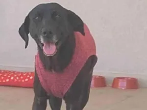 Cachorro raça SRD-ViraLata idade 1 ano nome Penélope 