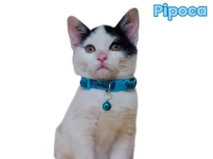Gato raça SRD-ViraLata idade 2 a 6 meses nome Pipoca