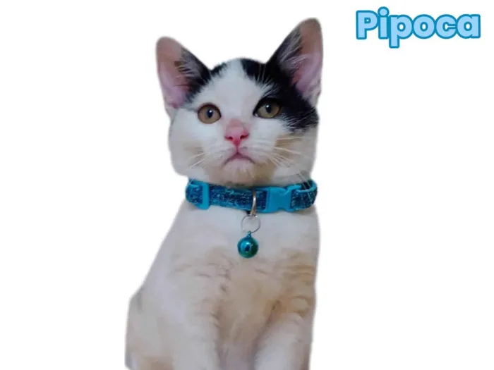 Pipoca