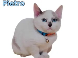 Gato raça SRD-ViraLata idade 2 a 6 meses nome Pietro