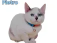 Gato raça SRD-ViraLata idade 2 a 6 meses nome Pietro