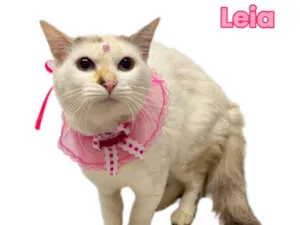 Gato raça SRD-ViraLata idade 7 a 11 meses nome Leia