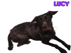 Cachorro raça SRD-ViraLata idade 7 a 11 meses nome Lucy