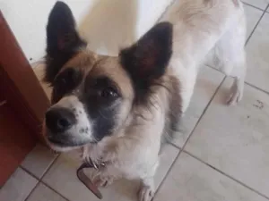 Cachorro raça SRD-ViraLata idade 5 anos nome Xaninha