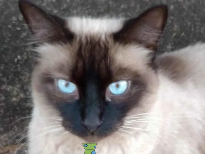 Gato ra a Siamês idade 7 a 11 meses nome Floquinho 