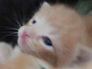 Gato raça SRD-ViraLata idade Abaixo de 2 meses nome GIALLO E GIALLINO