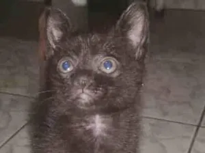 Gato raça SRD-ViraLata idade 2 a 6 meses nome PRETINHO