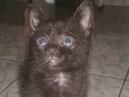 Gato raça SRD-ViraLata idade 2 a 6 meses nome PRETINHO
