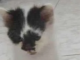 Gato raça SRD-ViraLata idade 2 a 6 meses nome FRAJOLA