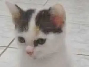Gato raça SRD-ViraLata idade 2 a 6 meses nome TRICOLORZINHA