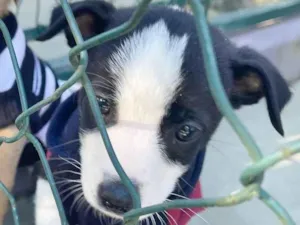 Cachorro raça SRD-ViraLata idade 2 a 6 meses nome LILI