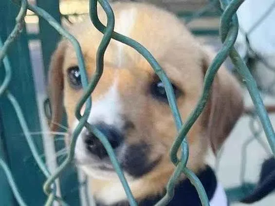 Cachorro raça SRD-ViraLata idade 2 a 6 meses nome LILICO