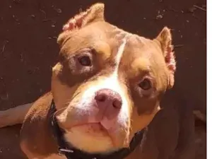 Cachorro raça Amerin Bull  idade 3 anos nome Mabel