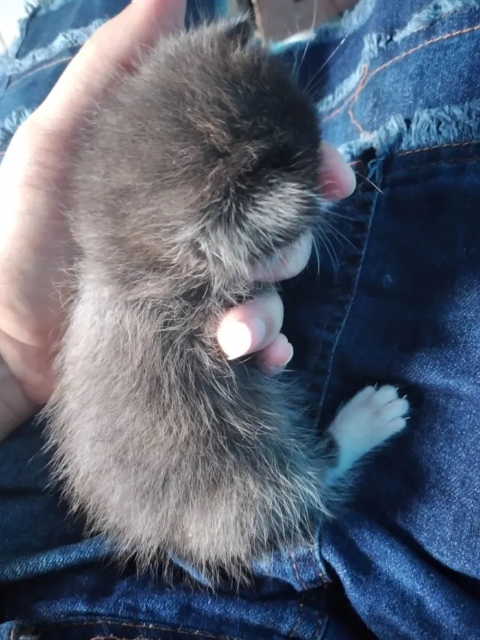 Gato ra a Mestiça entre outros  idade Abaixo de 2 meses nome Sem nomes