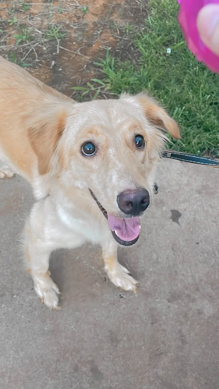 Cachorro ra a Golden  idade 2 anos nome Chloe 