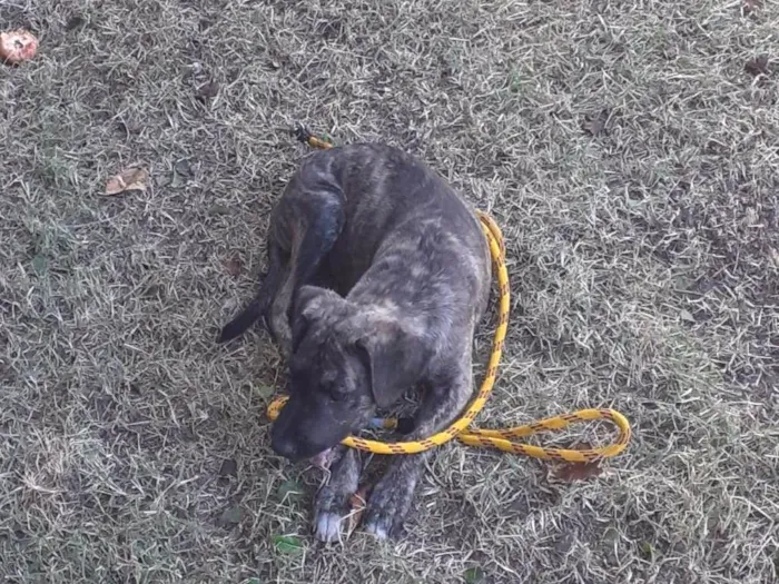 Cachorro raça SRD-ViraLata idade Abaixo de 2 meses nome Sem nome