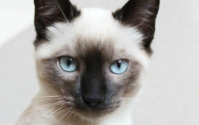 Gato ra a Siamês idade 7 a 11 meses nome Pedrinho