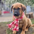 MILO
