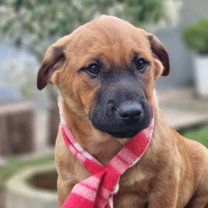Cachorro ra a SRD-ViraLata idade 2 a 6 meses nome MILO