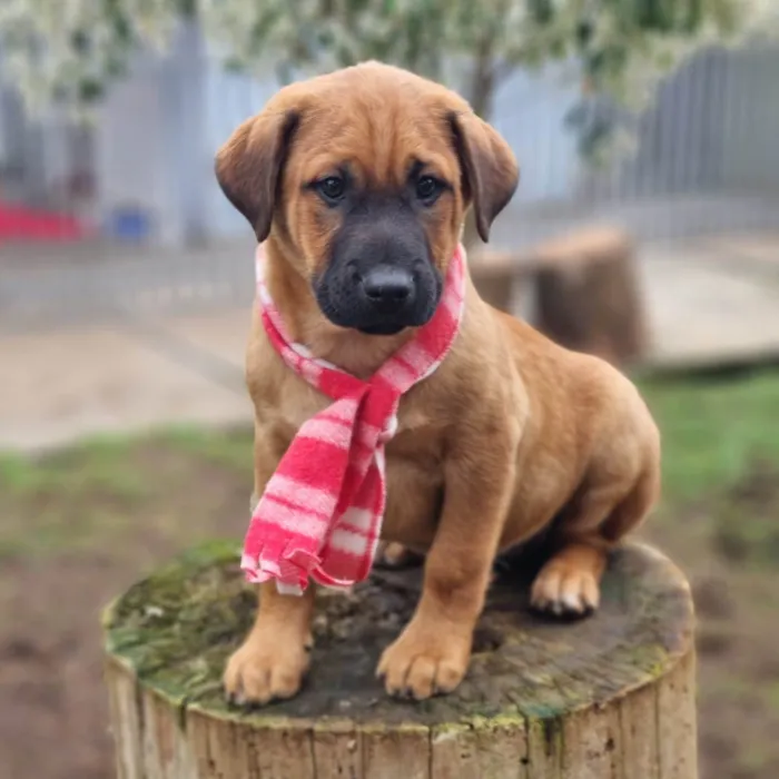 Cachorro ra a SRD-ViraLata idade 2 a 6 meses nome MILO