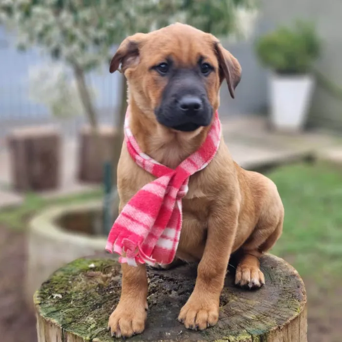 Cachorro ra a SRD-ViraLata idade 2 a 6 meses nome MILO