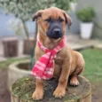 MILO