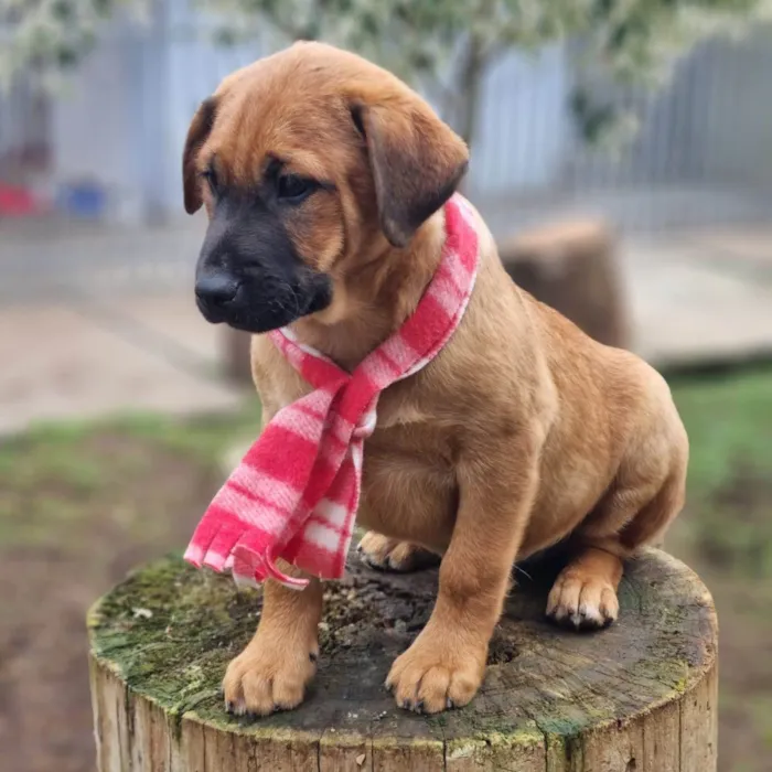 Cachorro ra a SRD-ViraLata idade 2 a 6 meses nome MILO