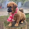 MILO