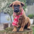 MILO