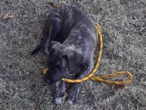 Cachorro raça SRD-ViraLata idade Abaixo de 2 meses nome Sem nome
