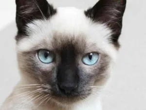 Gato raça Siamês idade 7 a 11 meses nome Pedrinho