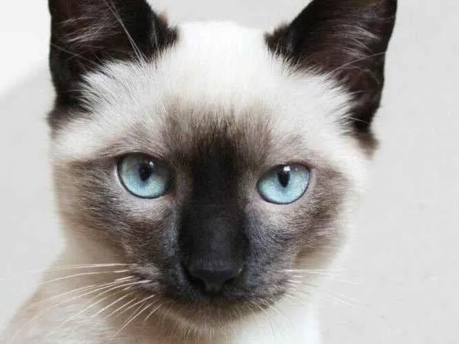 Gato ra a Siamês idade 7 a 11 meses nome Pedrinho