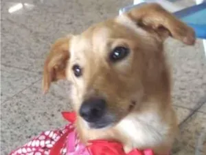 Cachorro raça Mestica  idade 7 a 11 meses nome Mel 