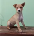 bob
