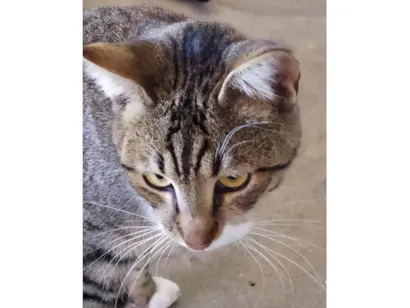 Gato raça indefinida idade 2 anos nome Tigrinho