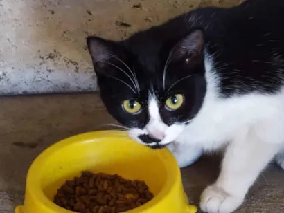 Gato raça INDEFINIDA idade 1 ano nome TICA