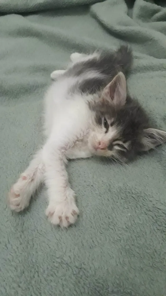 Gato ra a SRD-ViraLata idade Abaixo de 2 meses nome Sem nome