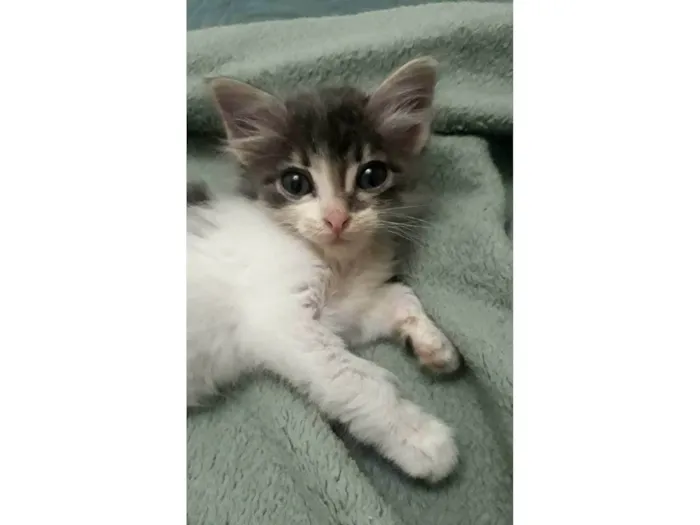Gato ra a SRD-ViraLata idade Abaixo de 2 meses nome Sem nome
