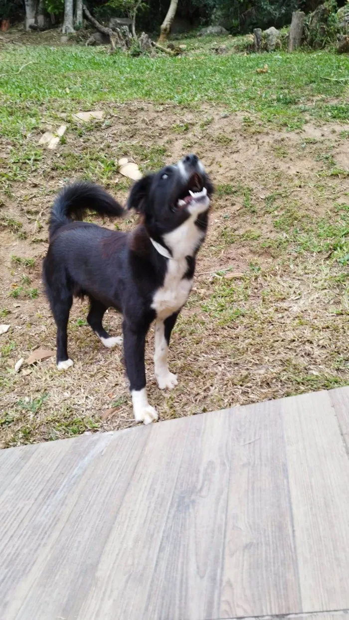 Cachorro ra a Border Collie  idade 7 a 11 meses nome Amora