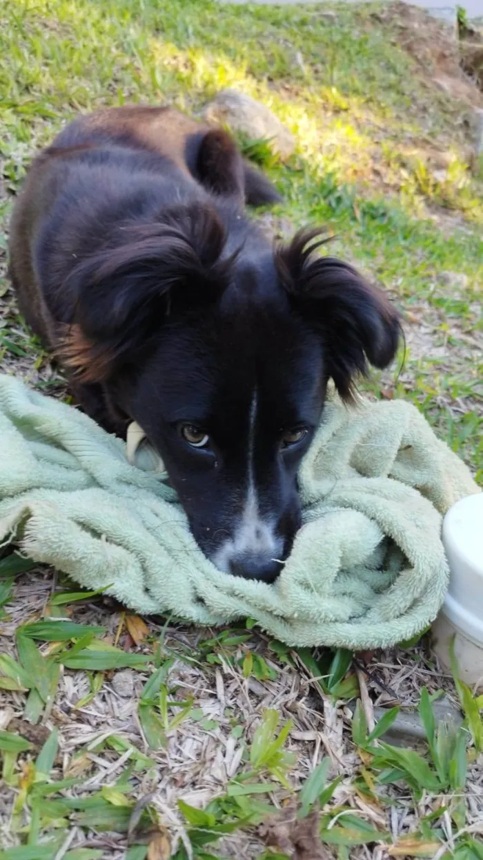 Cachorro ra a Border Collie  idade 7 a 11 meses nome Amora