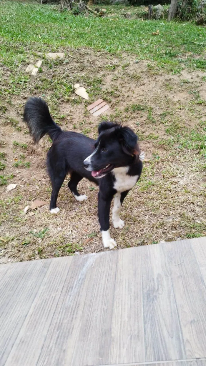 Cachorro ra a Border Collie  idade 7 a 11 meses nome Amora