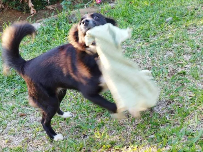 Cachorro ra a Border Collie  idade 7 a 11 meses nome Amora